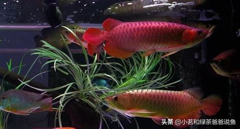 龍魚 混養